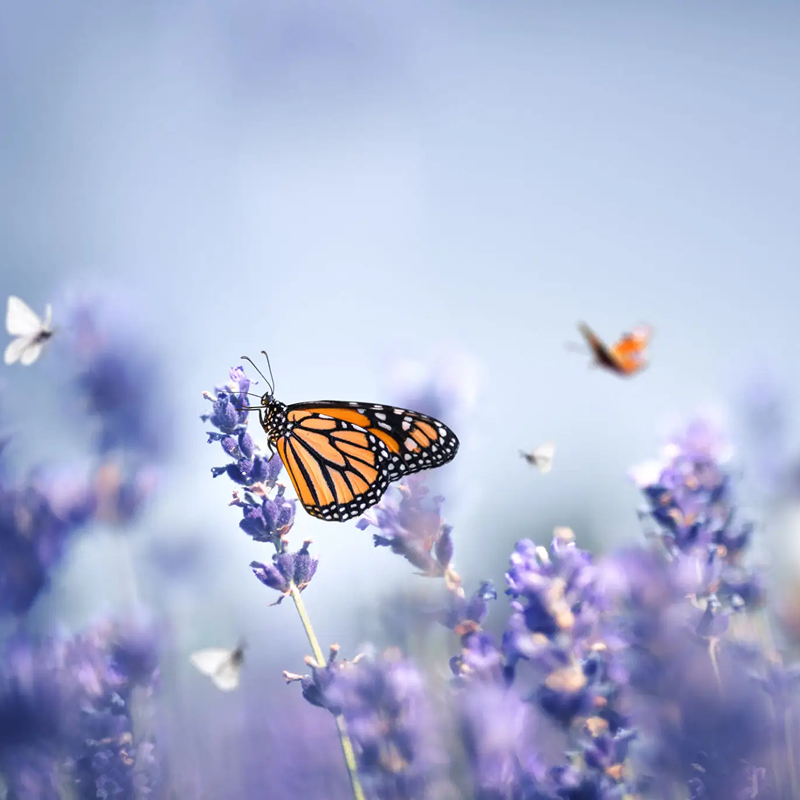 Butterfly on lavender with blurred background.
