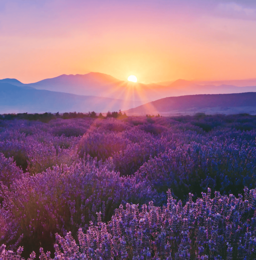 Sunset over lavender field and mountains.